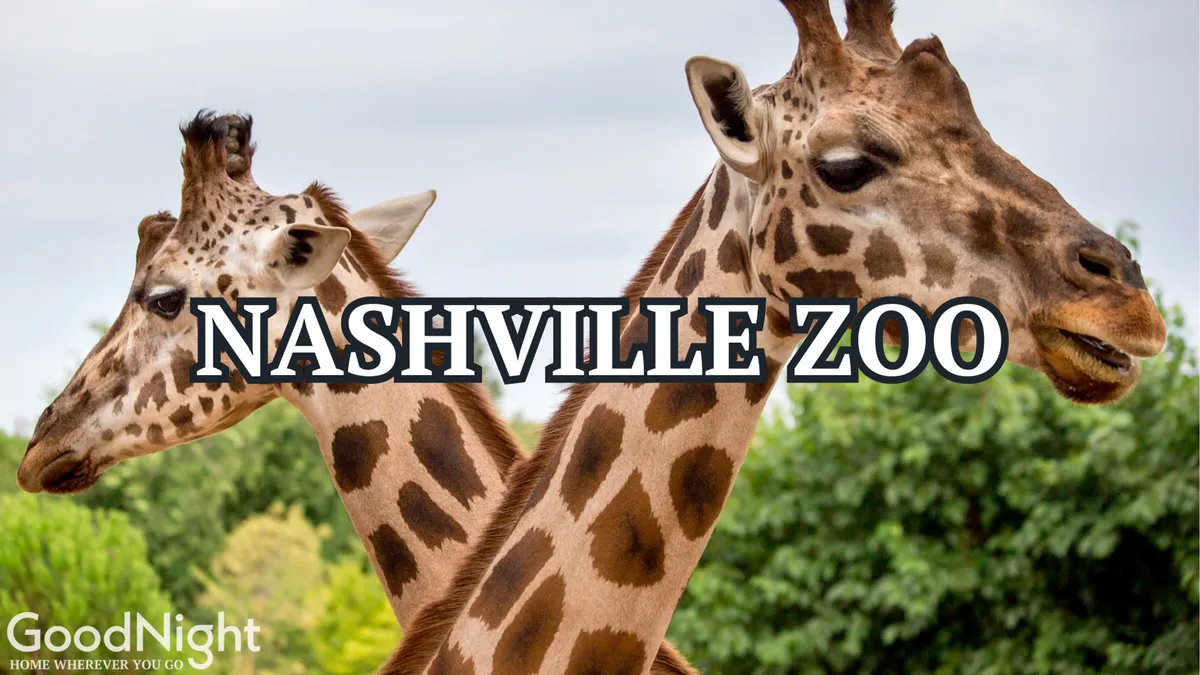 This image highlights the faces of giraffes with a lush green background, capturing a delightful moment at the zoo. Visitors can be seen observing the animals up-close, emphasizing the fun and educational aspect of a zoo visit.